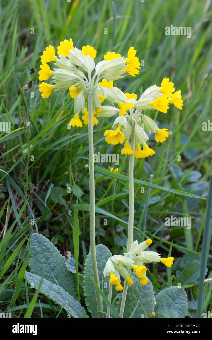 Capi di molla gialla blumi di cowslip, Primula veris Foto Stock