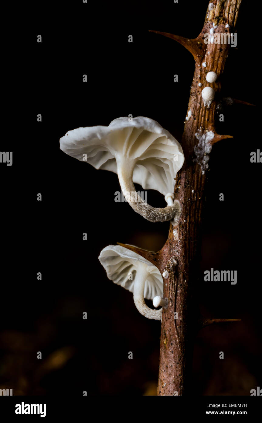 Marasmius ramealis, due cappucci crescere da morto un pezzo di rovo, St Mary, isole Scilly, Novembre Foto Stock