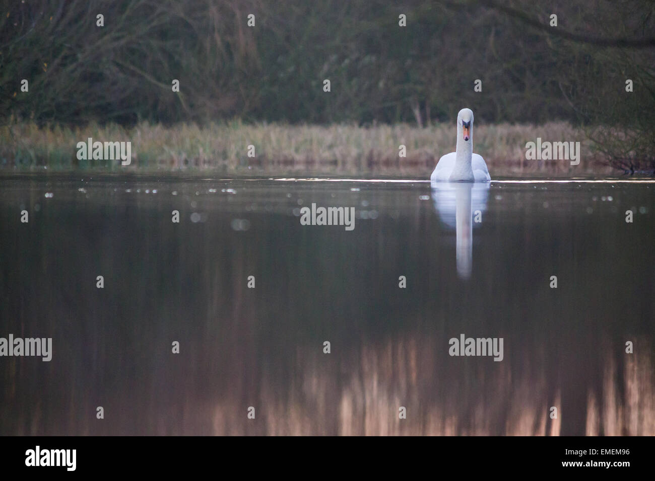 Cigno Cygnus olor, nuoto testa su un lago calmo Shuttington, Staffordshire Foto Stock
