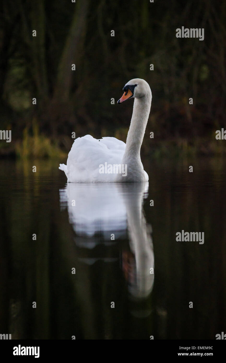 Cigno Cygnus olor, un ritratto su di un lago calmo Shuttington, Staffordshire Foto Stock