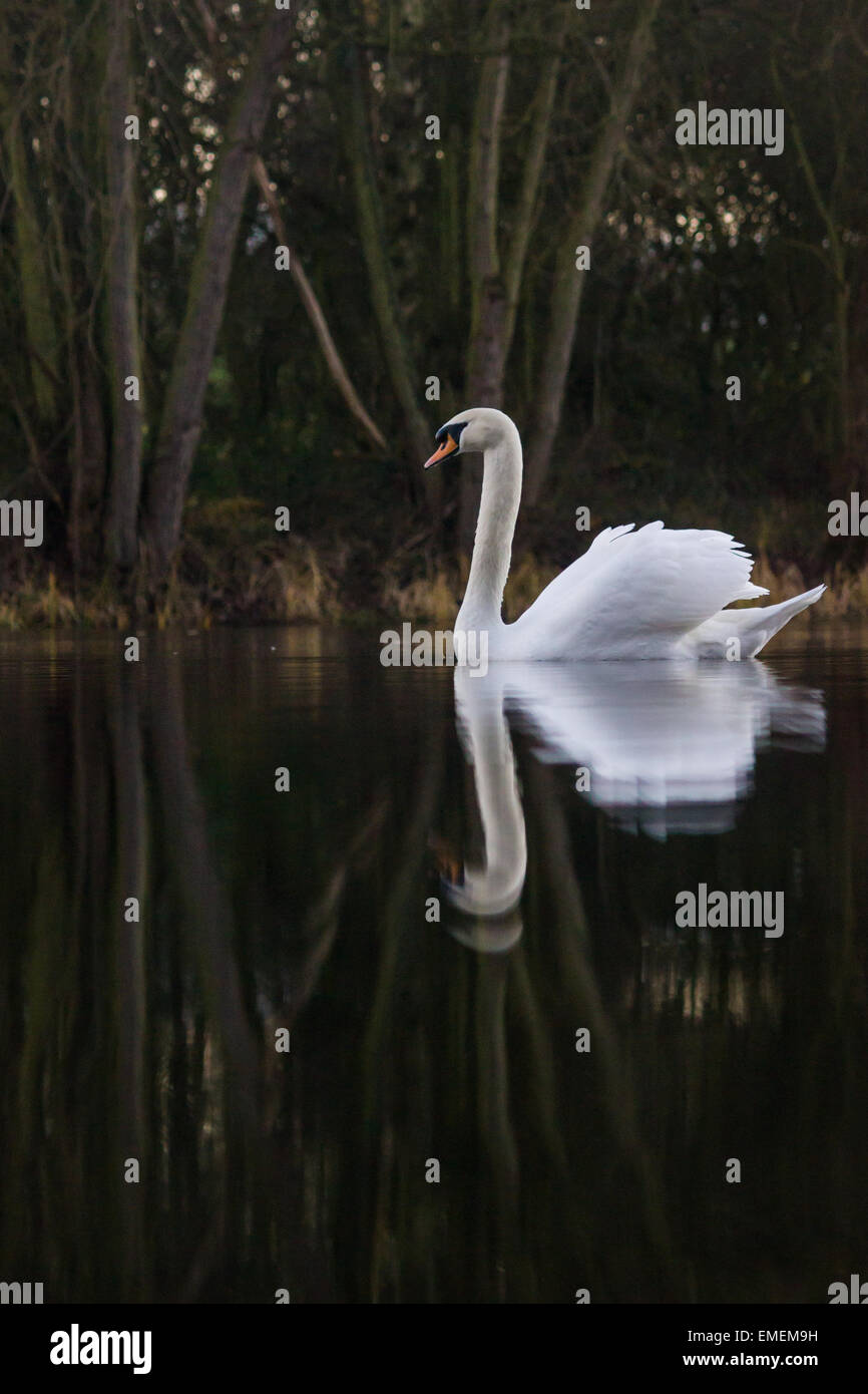 Cigno Cygnus olor, un ritratto su di un lago calmo Shuttington, Staffordshire Foto Stock