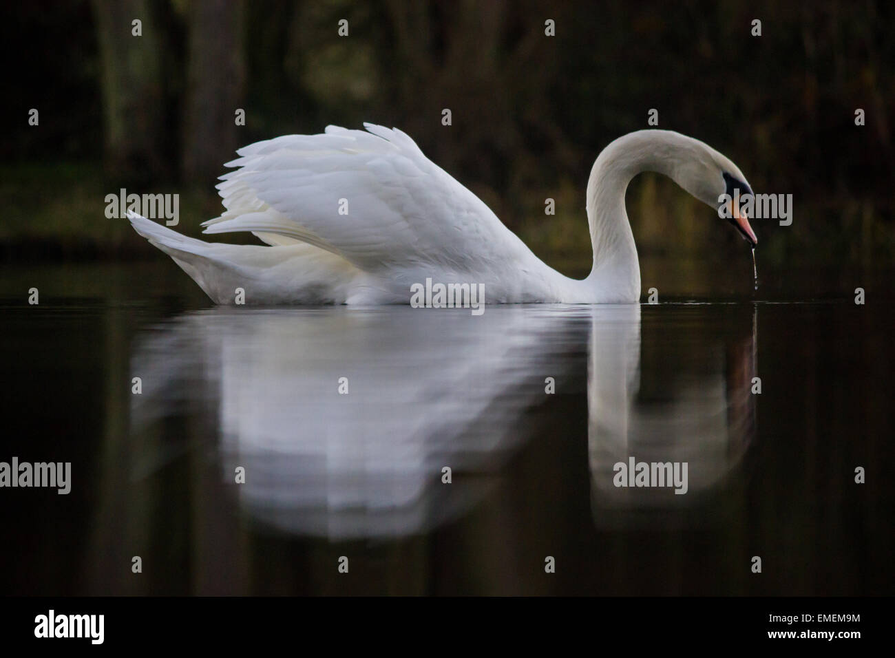 Cigno Cygnus olor, alimentazione su un lago calmo Shuttington, Staffordshire Foto Stock
