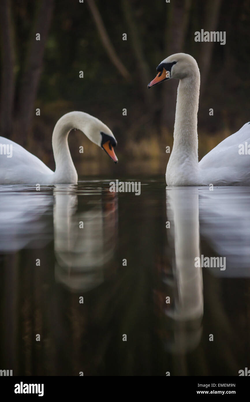 Cigno Cygnus olor, una coppia di corteggiamento su di un lago calmo Shuttington, Staffordshire Foto Stock