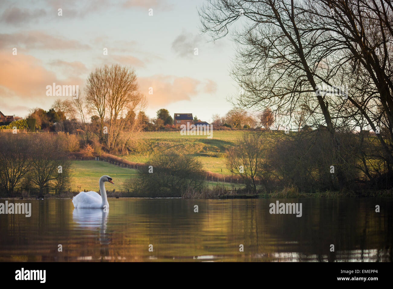 Cigno Cygnus olor, un singolo swan su un lago dominato da terreni agricoli, Shuttington, Staffordshire Foto Stock