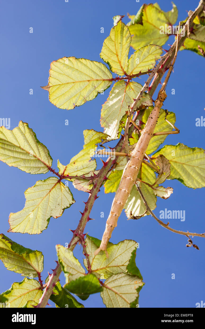 Fico d'india Stick insetto geisovii Acanthoxyla, un colore bruno morph sul lato inferiore del suo foodplant rovo, St Mary, isole di S Foto Stock