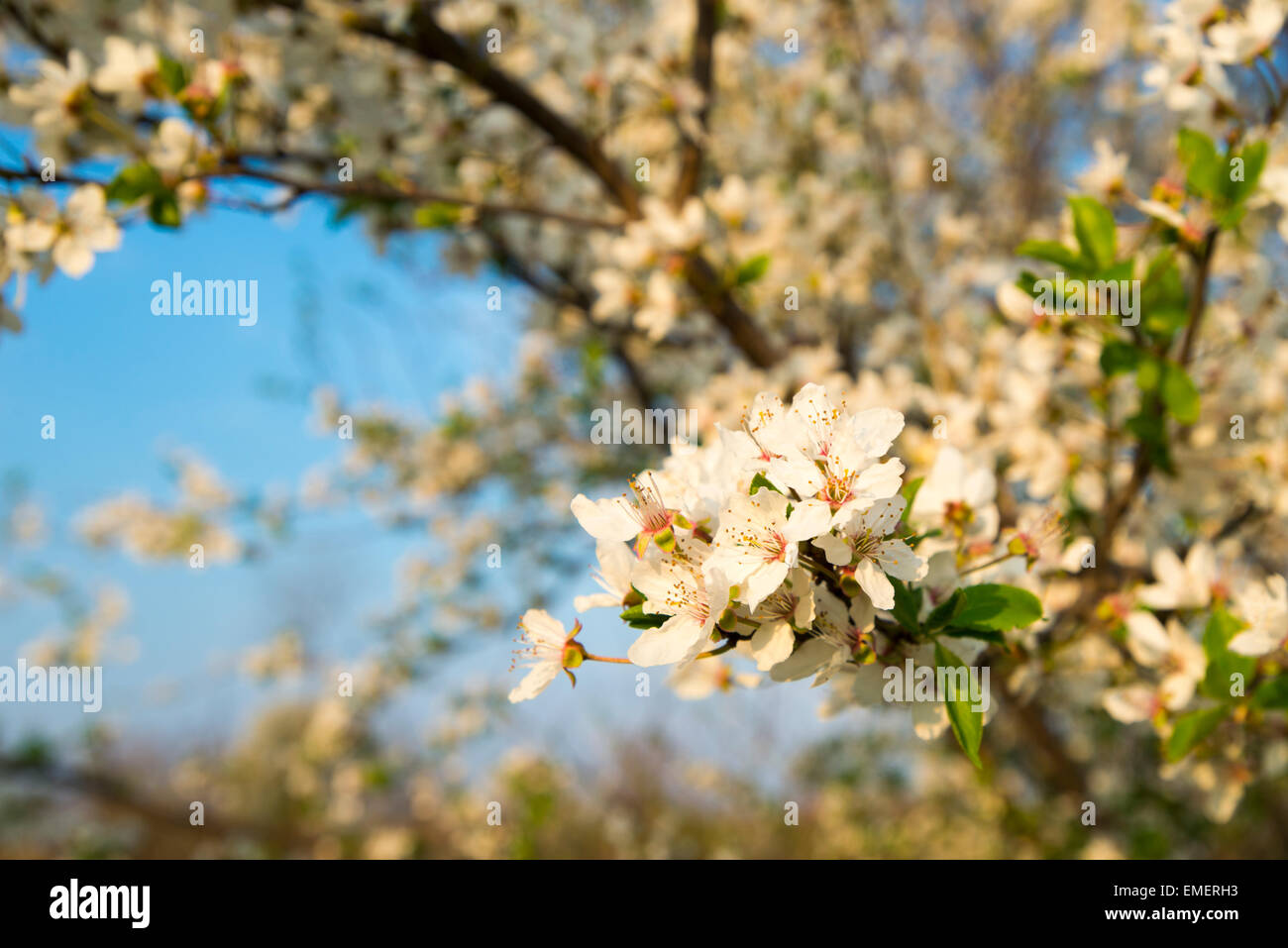 Cera di fiori di ciliegio in fiore Foto Stock
