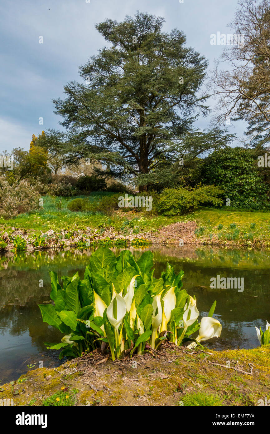 American Swamp Lily alta faggi Gardens Handcross West Sussex Regno Unito Foto Stock