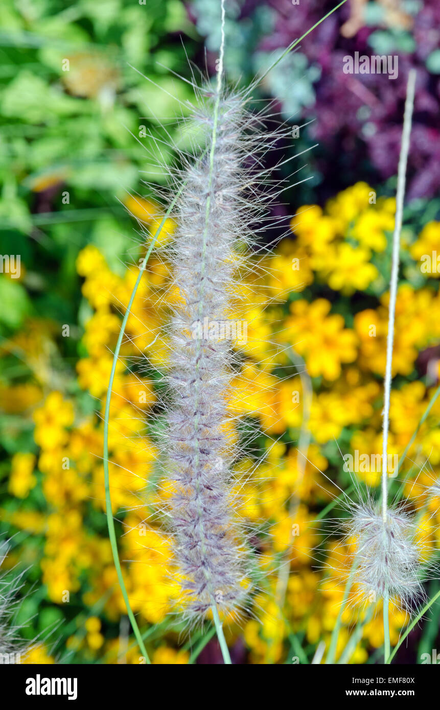 Flower Garden nel centro cittadino di Ottawa Foto Stock