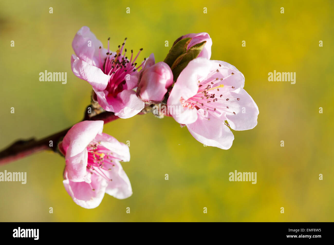 Bellissimi fiori di primavera Foto Stock