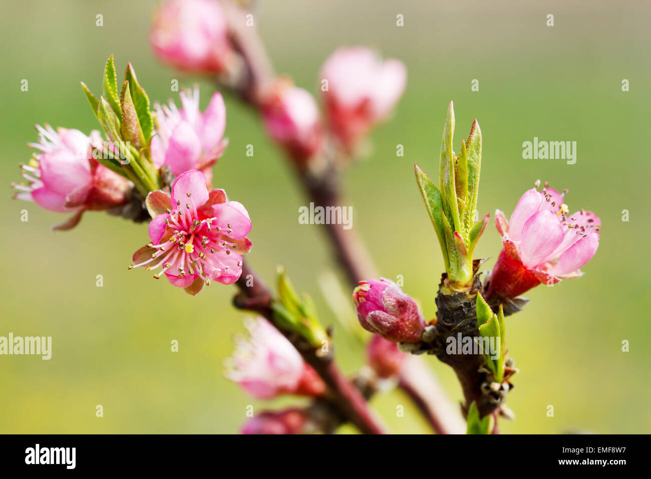 Molla albero di fiori di colore rosa Foto Stock