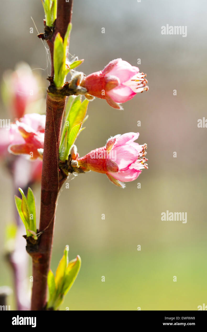 Molla albero fiore Foto Stock