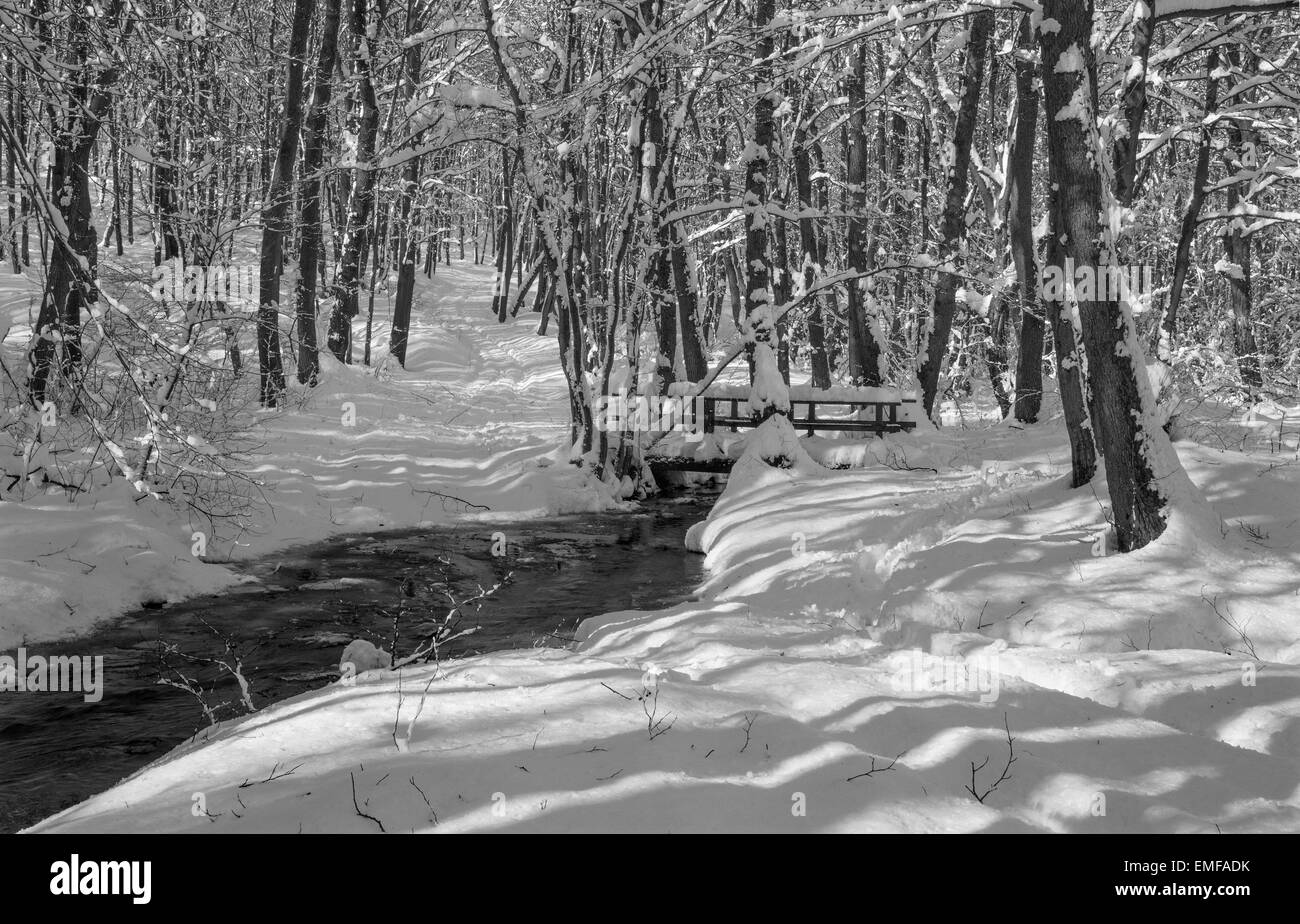 Creek in inverno foresta in Piccoli Carpazi hills - Slovacchia Foto Stock
