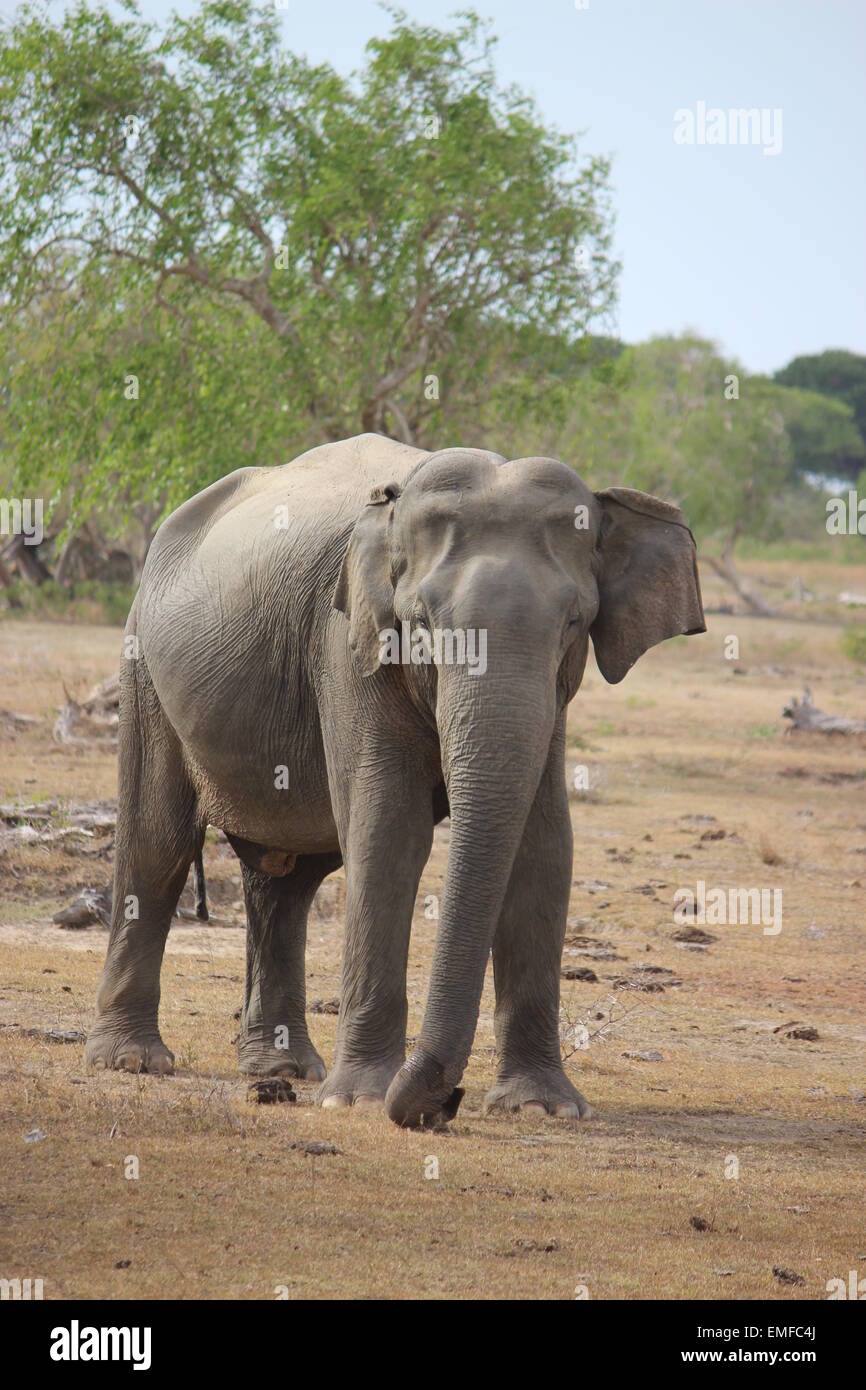 Wild elefante in Yala National Park nello Sri Lanka Foto Stock