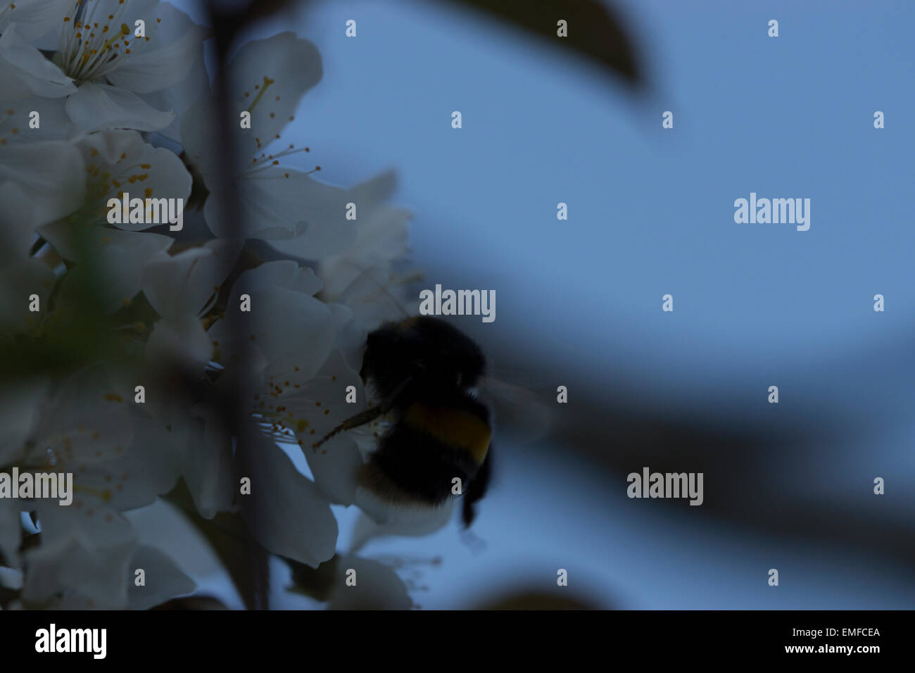 Giardino Bumblebee UK flower battenti Foto Stock