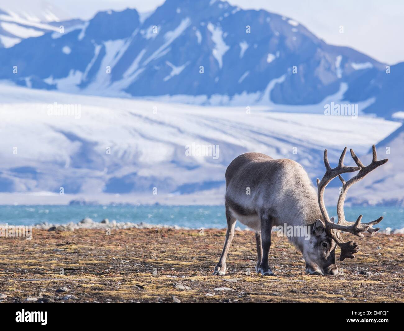 Wild Arctic renne in habitat naturali Foto Stock