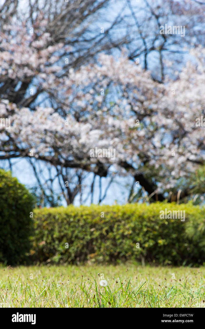 Cherry blossom and Dandelion fluff,Shibuya,Tokyo,Japan Foto Stock