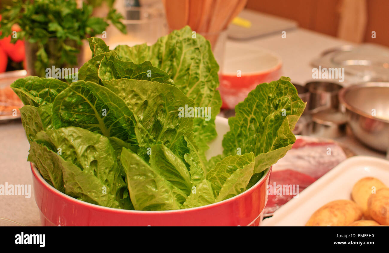 Lattuga in red pot Foto Stock