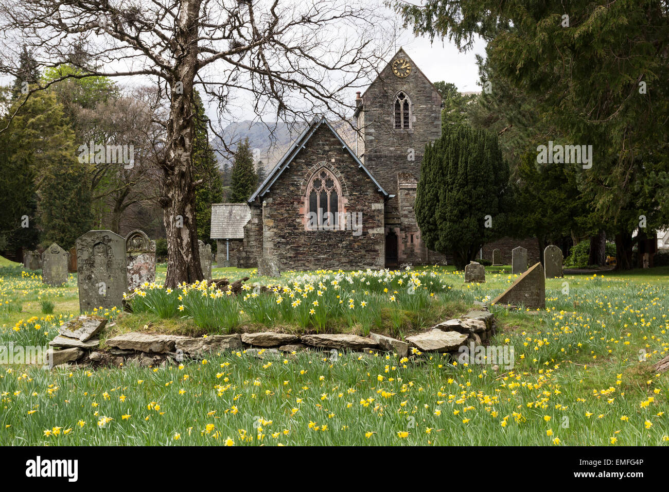 Fiori di Primavera nel cimitero di San Patrizio chiesa nel villaggio di Patterdale, Lake District Cumbria Inghilterra England Regno Unito Foto Stock