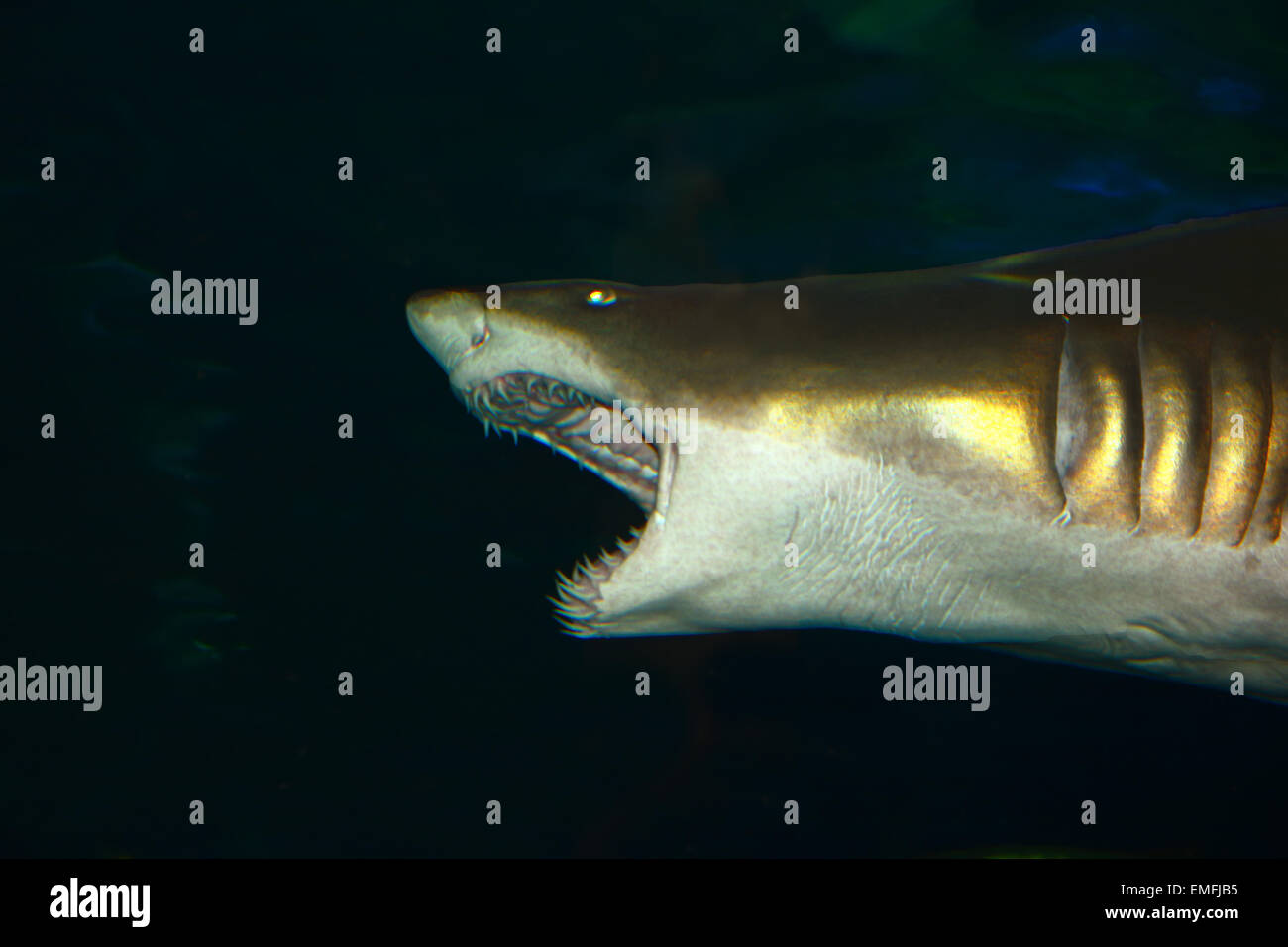 Shark bocca aperta a mordere Foto Stock