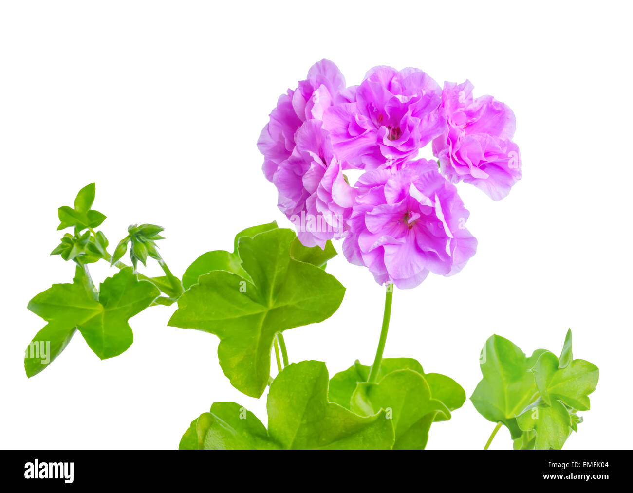 Splendida fioritura viola geranio fiore con foglie verdi è isolato su sfondo bianco. Pelargonium peltatum Foto Stock