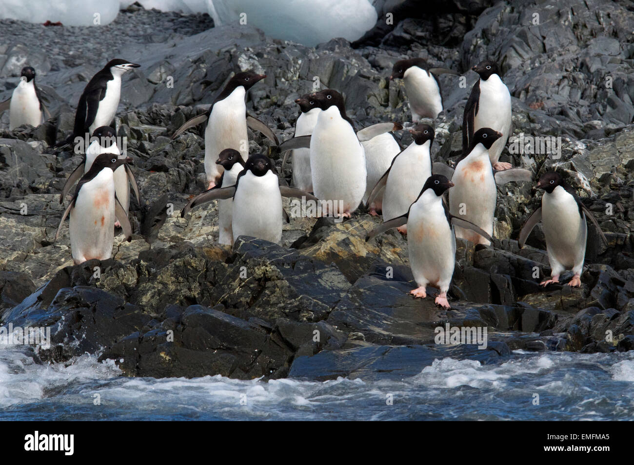 Alelie pinguini sulla spiaggia rocciosa speranza Bay Antartico peninsulare Antartide Foto Stock