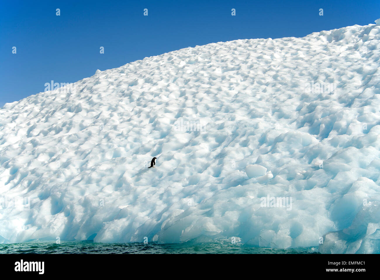 Unico Adelie Penguin su iceberg speranza Bay Antartico peninsulare Antartide Foto Stock