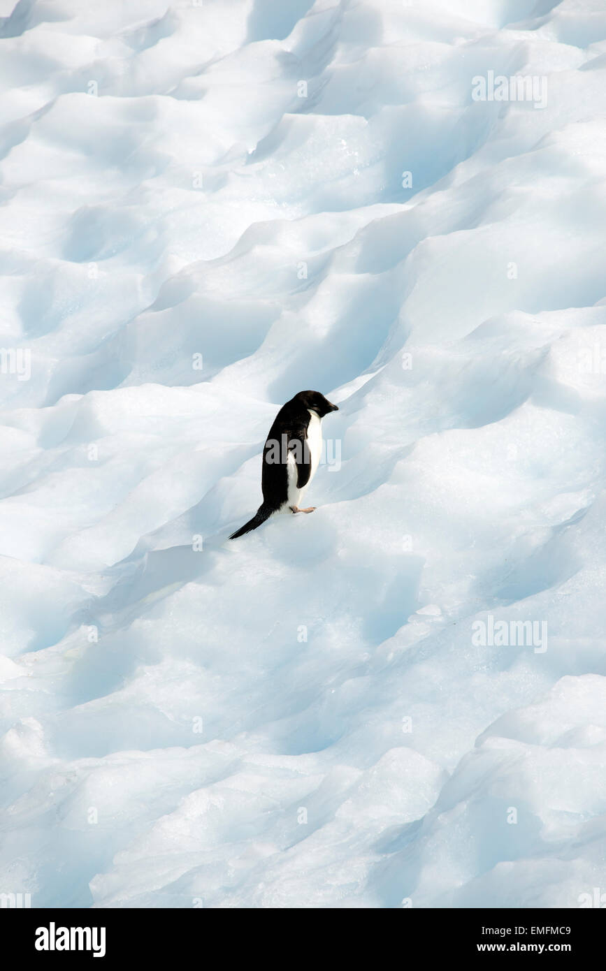 Unico Adelie Penguin su iceberg speranza Bay Antartico peninsulare Antartide Foto Stock