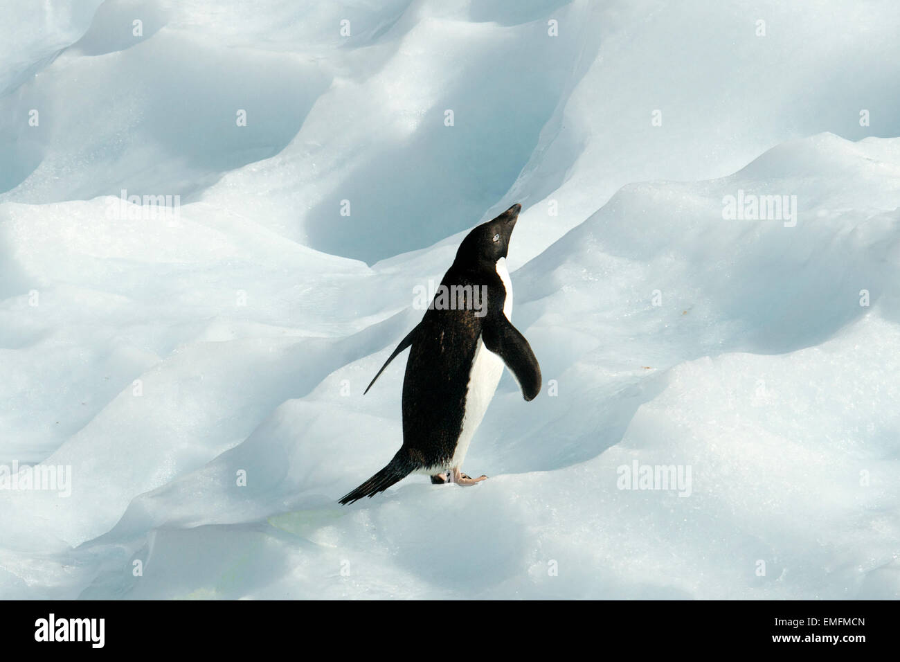Unico Adelie Penguin su iceberg speranza Bay Antartico peninsulare Antartide Foto Stock