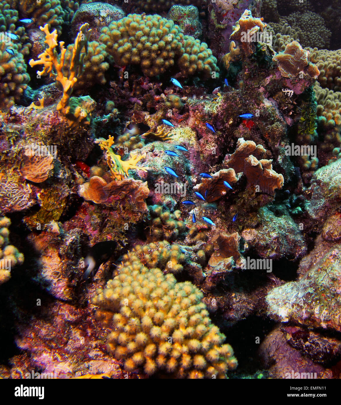 Un patch di splendida barriera corallina compresi i coralli, spugna di anemone e Blue chromis pescare lungo le scogliere Curacao circostante. Foto Stock