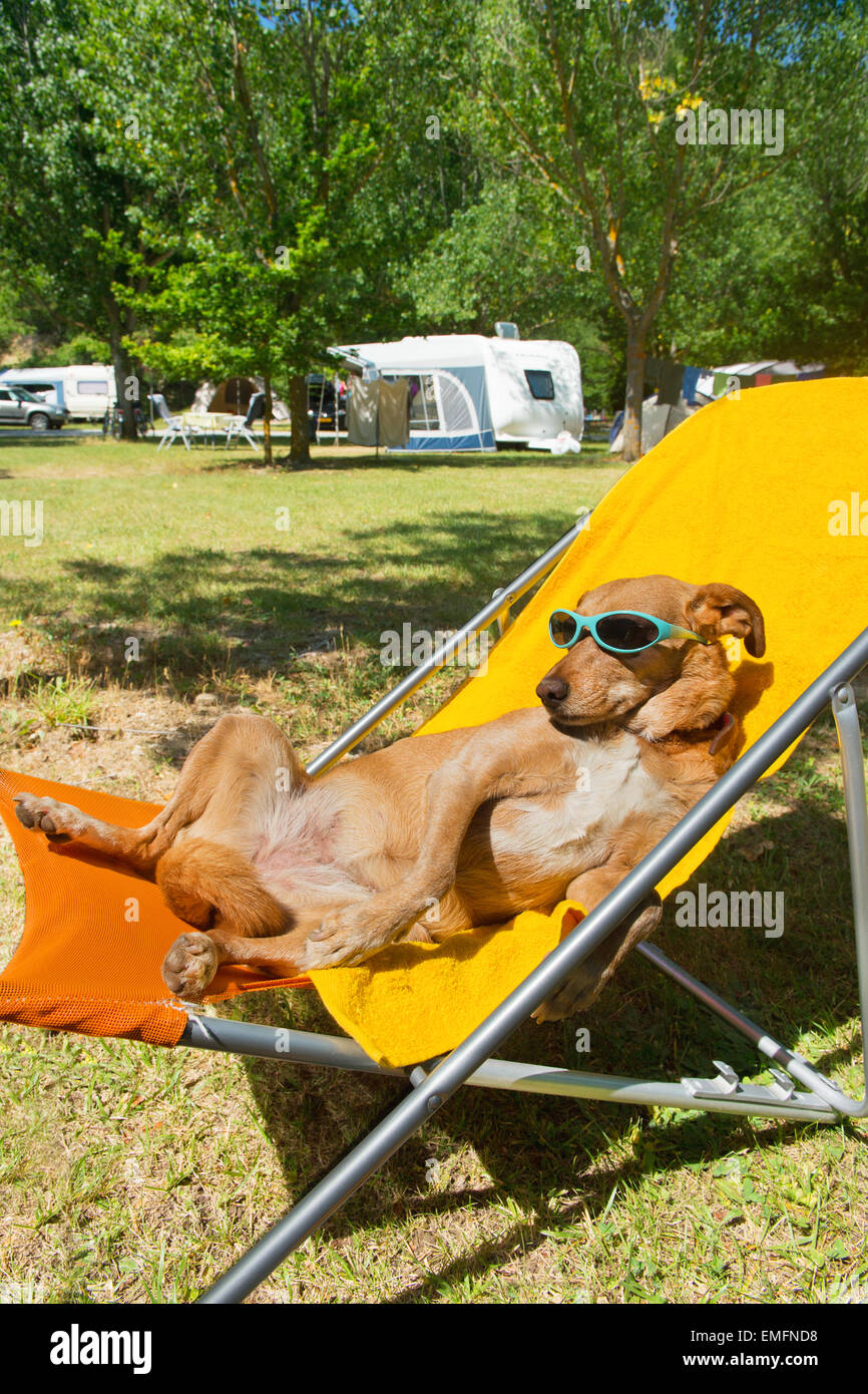 Cane in vacanza con occhiali da sole per esterno Foto Stock