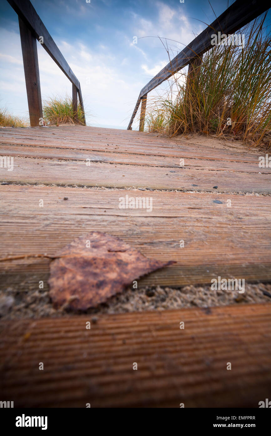 La parte superiore di una scala con una foglia in primo piano. Pineta Parco Provinciale, Ontario, Canada. Foto Stock La parte superiore di una scala con una foglia in primo piano. Pineta Parco Provinciale, Ontario, Canada. Foto Stock