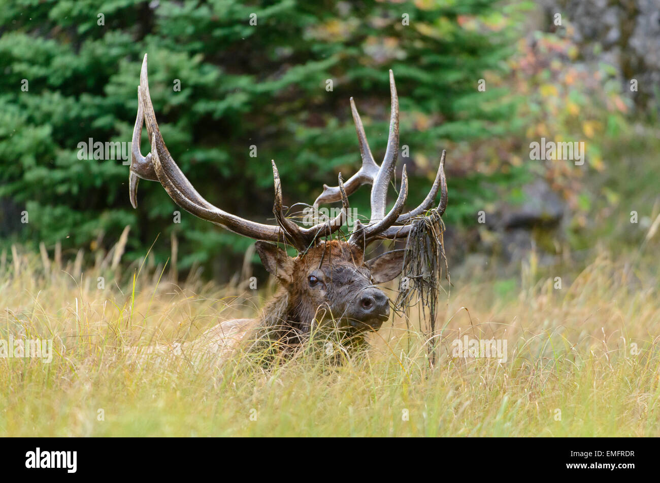 Bull elk wallowing in fango, Northern Rockies Foto Stock