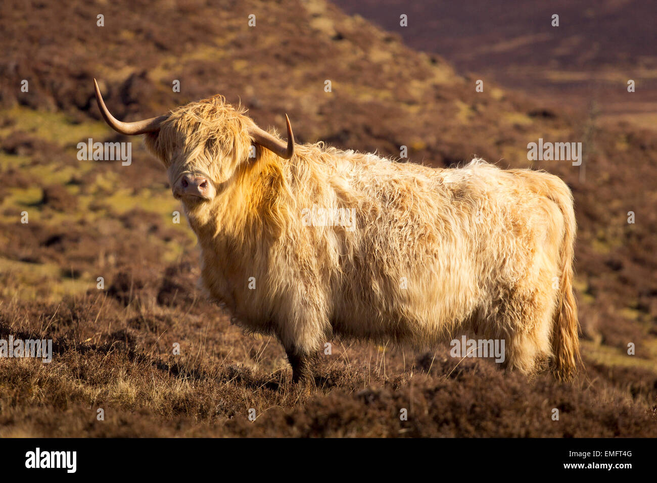 Highland mucca dalla Scozia Foto Stock