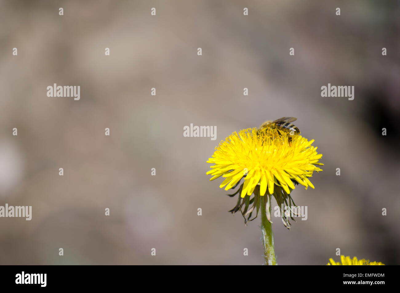 Bee raccogliere il polline di un fiore giallo Foto Stock