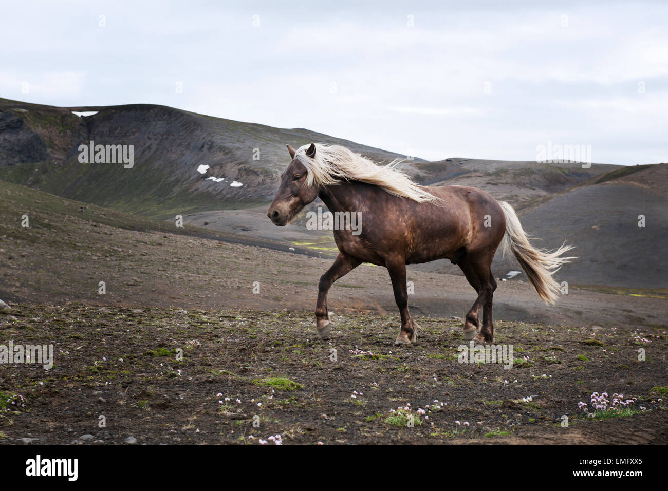 Cavallo islandese (Equus caballus) in esecuzione nel paesaggio vulcanico, Islanda. Foto Stock
