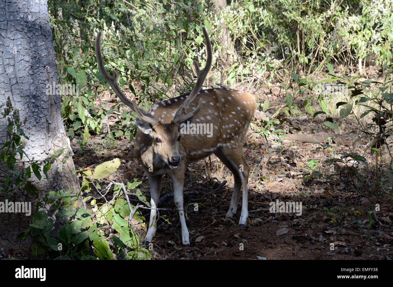 Maschio Avvistati Indiani cervi asse asse Parco Nazionale di Kanha Madhya Pradesh India Foto Stock