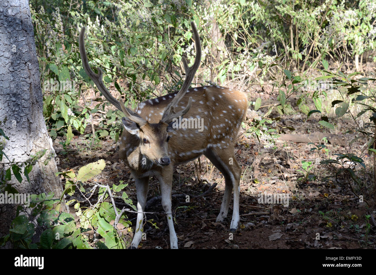 Maschio Avvistati Indiani cervi asse asse Parco Nazionale di Kanha Madhya Pradesh India Foto Stock