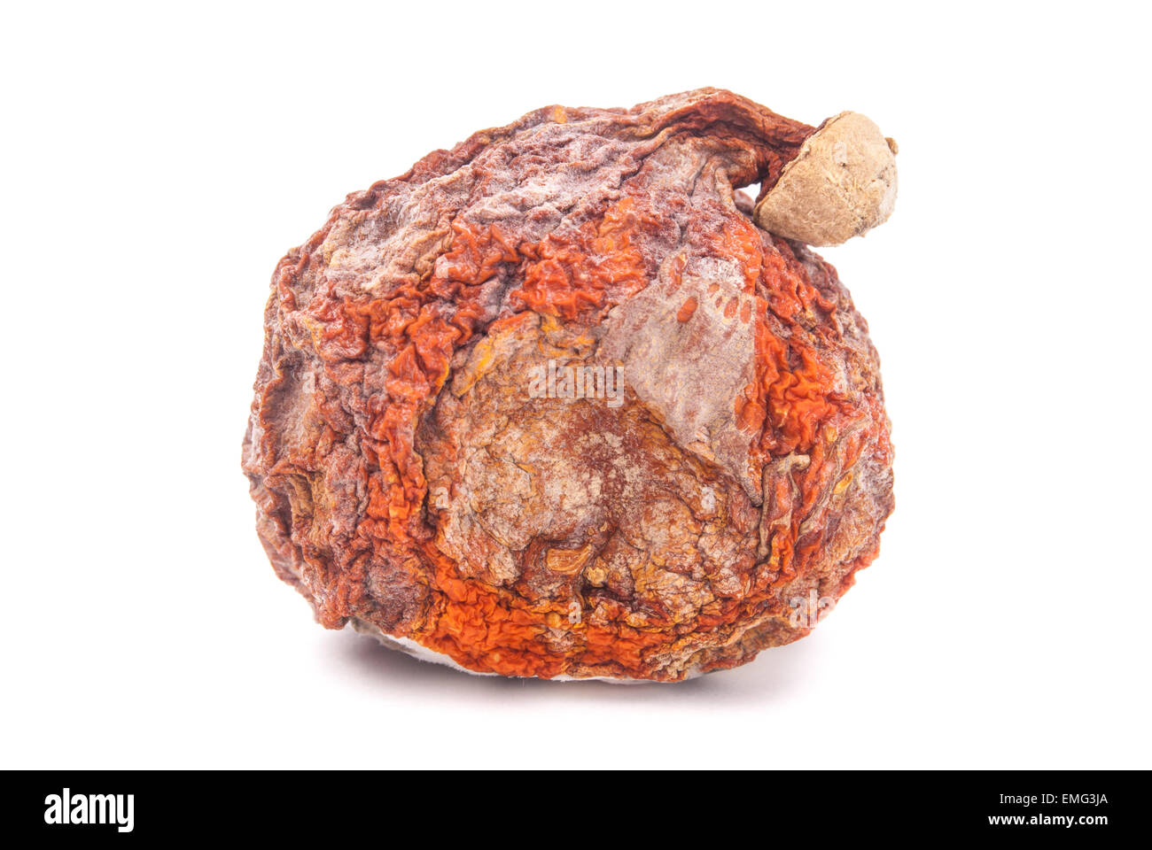 Red kuri squash con stampo bianco isolato Foto Stock