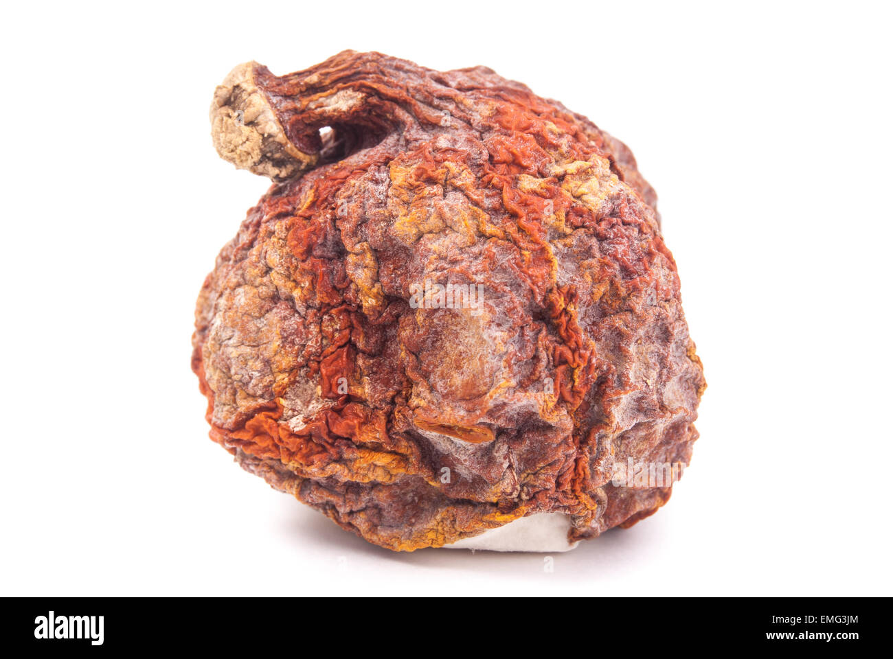 Red kuri squash con stampo bianco isolato Foto Stock