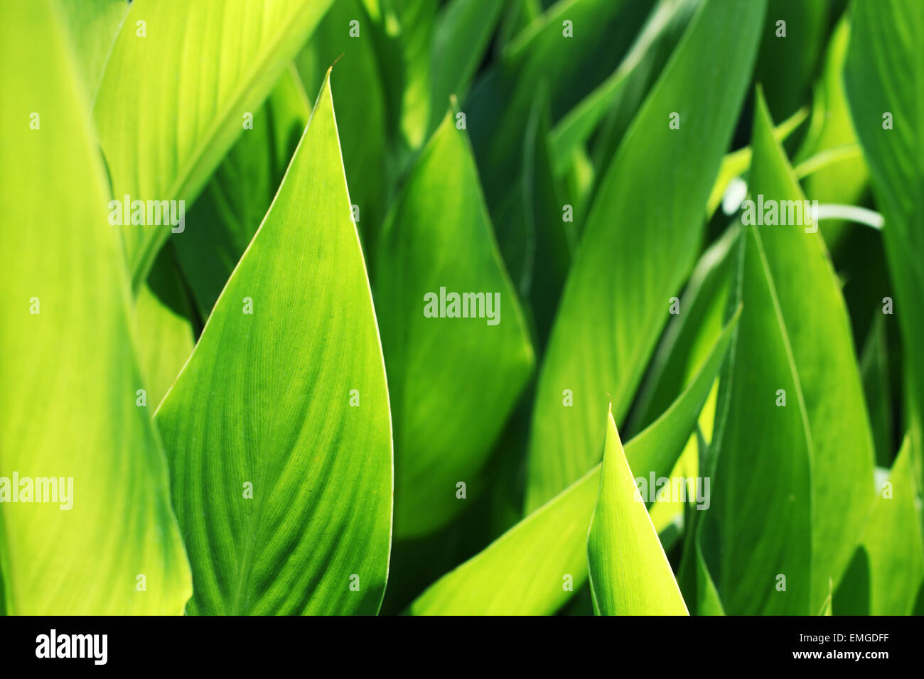 Fresco verde di erbe aromatiche. La natura dello sfondo. Foto Stock