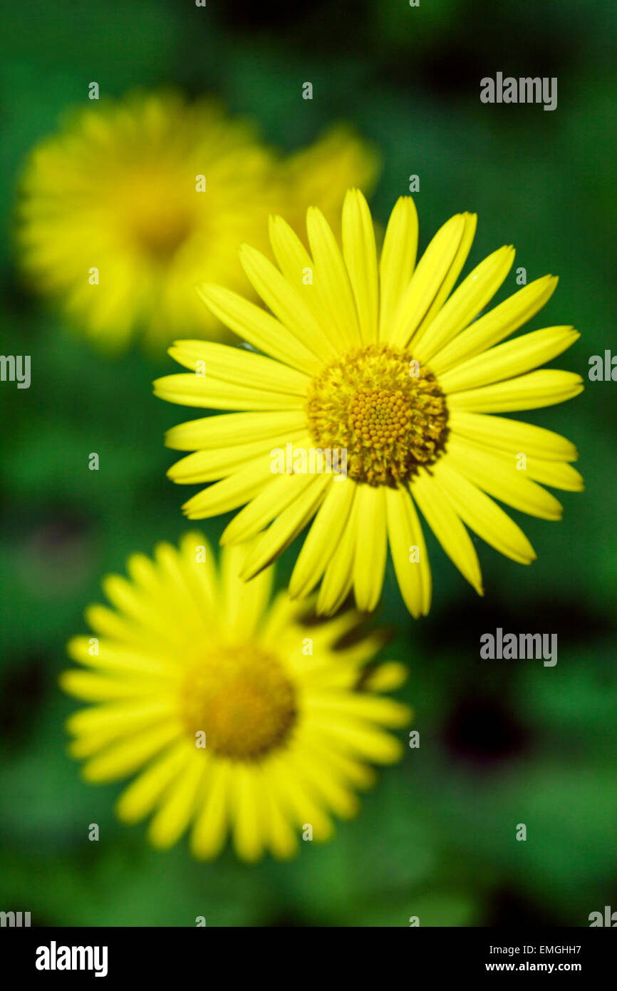 Leopard's Bane, Doronicum orientale, fiore giallo Foto Stock