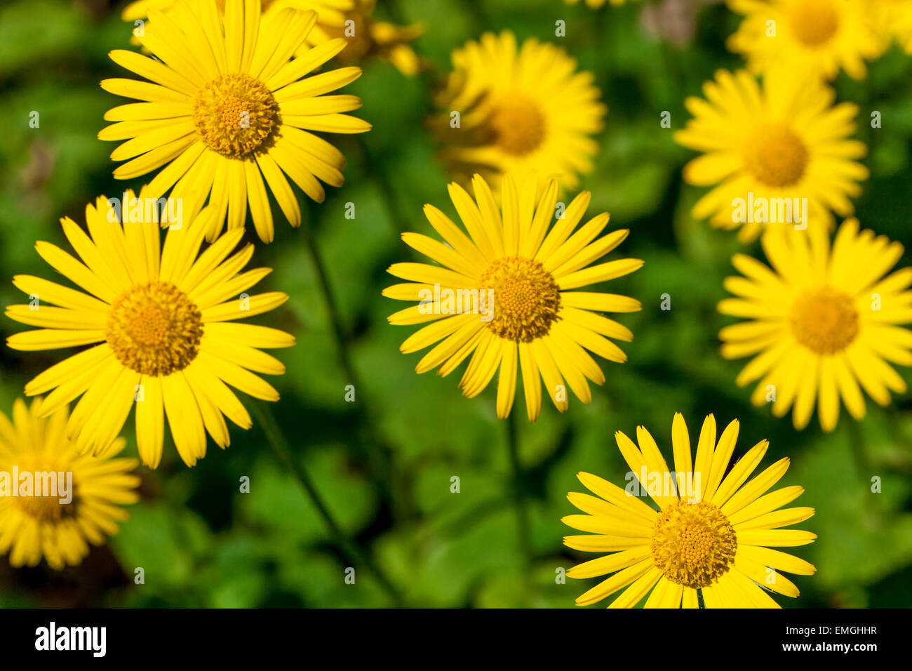Leopard's Bane, Doronicum orientale Foto Stock
