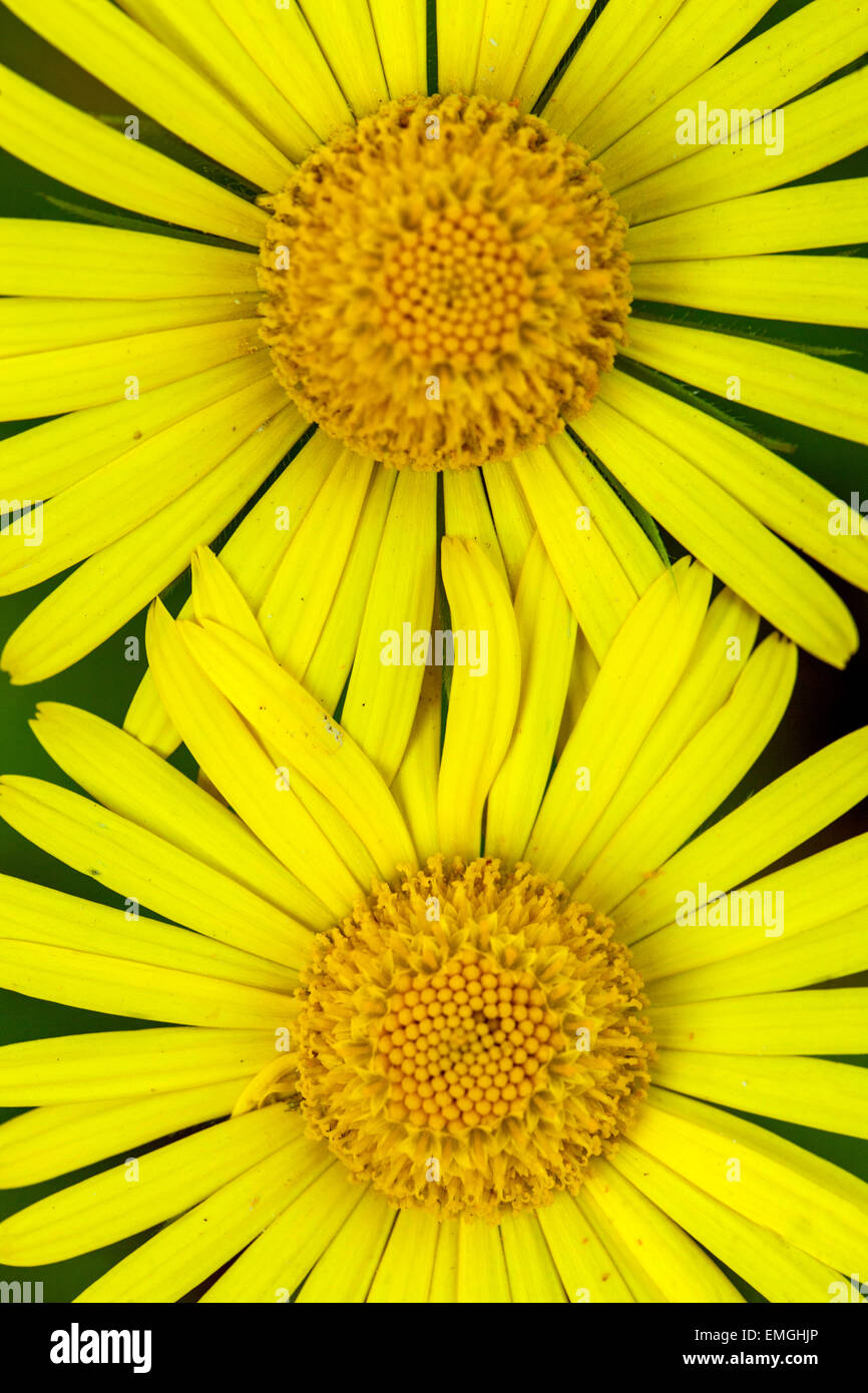 Doronicum orientale, Leopard's Bane close up Foto Stock