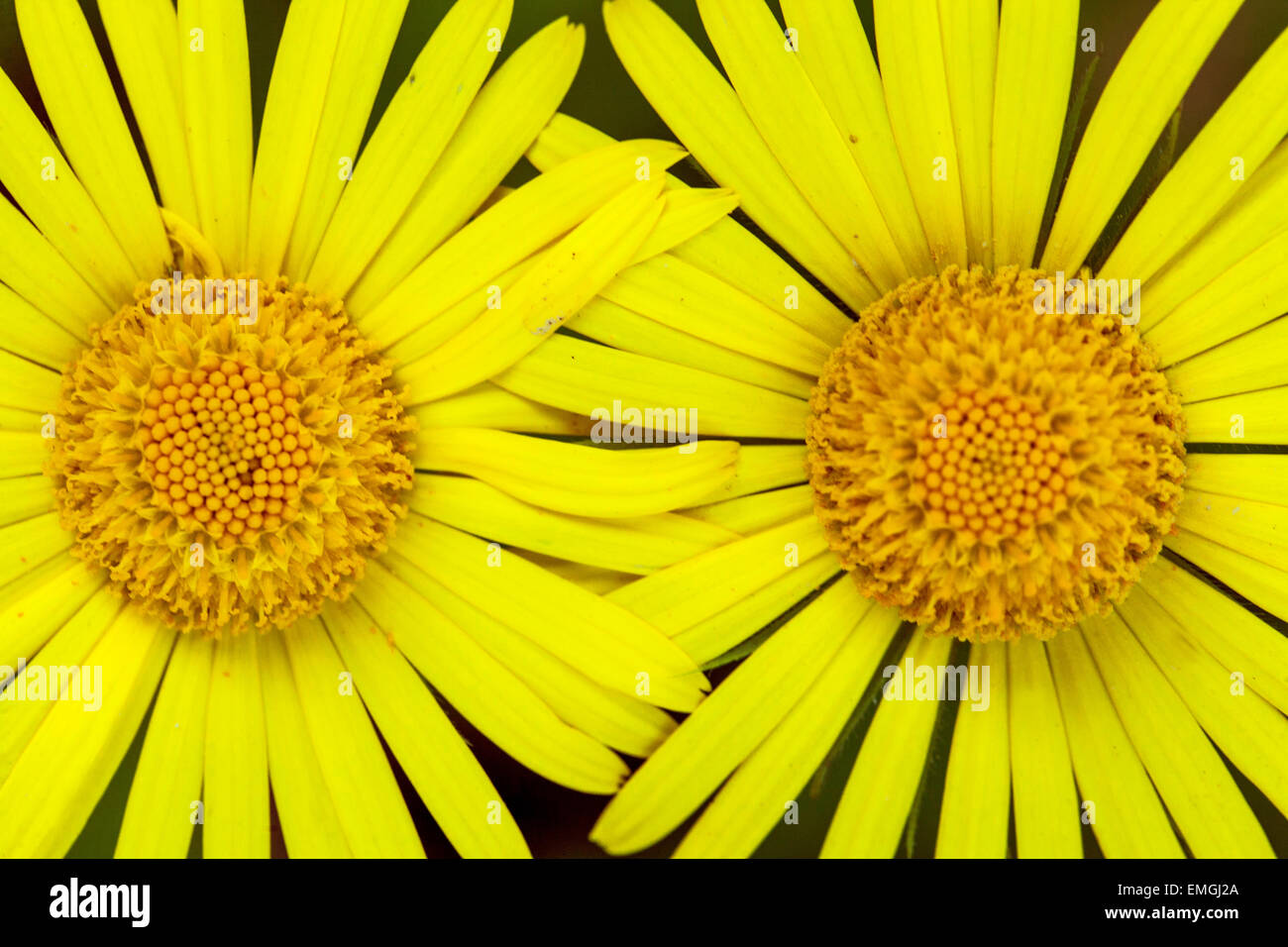 Leopard's Bane, Doronicum orientale, close up Foto Stock
