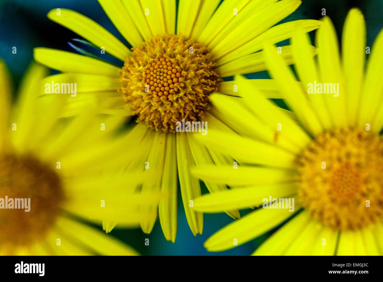 Leopard's Bane, Doronicum orientale, fiori di colore giallo Foto Stock