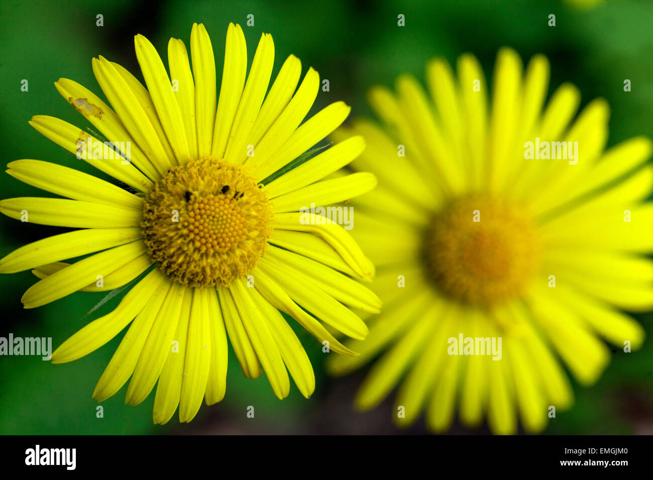 Leopard's Bane, Doronicum orientale, fiori di colore giallo Foto Stock