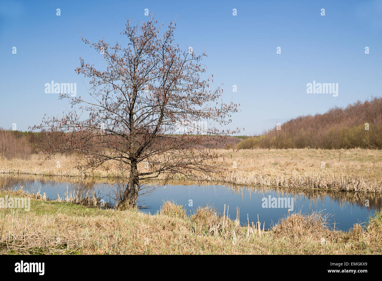 Vecchi alberi sulla banca del fiume contro il cielo blu Foto Stock