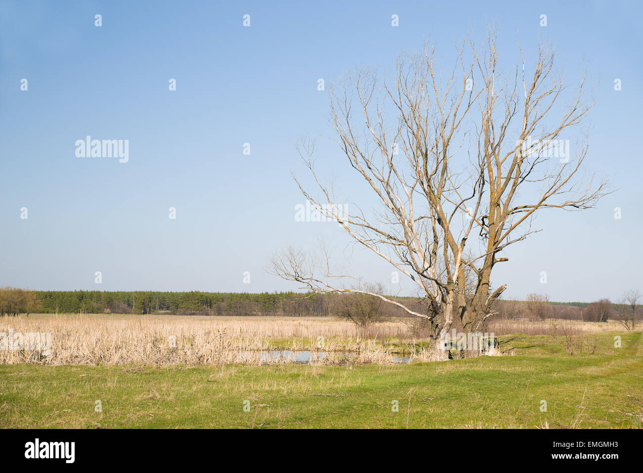 Vecchi alberi sulla banca del fiume contro il cielo blu Foto Stock