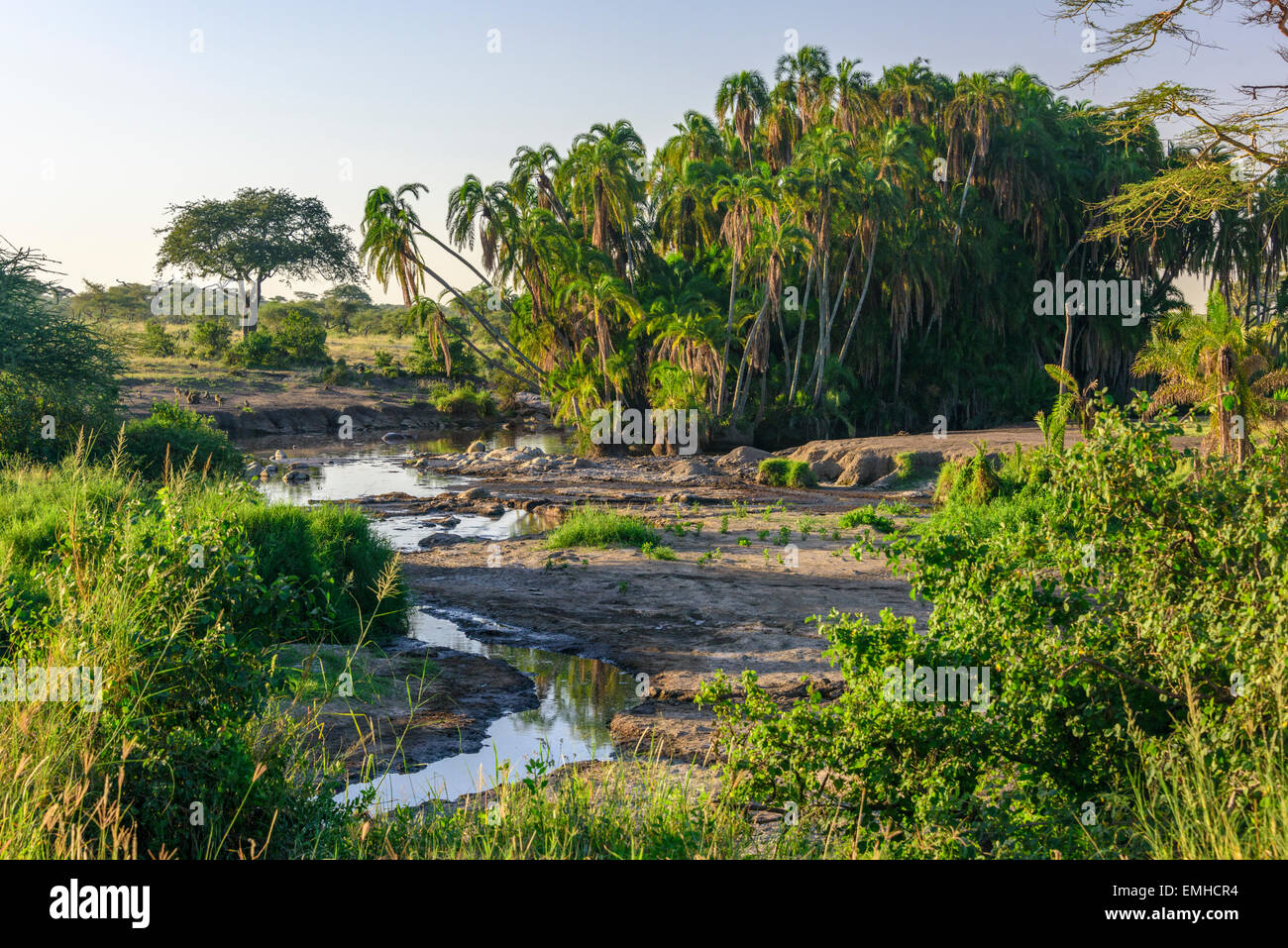 Acqua e palme nel nord Serengeti National Park, Tanzania Africa Foto Stock