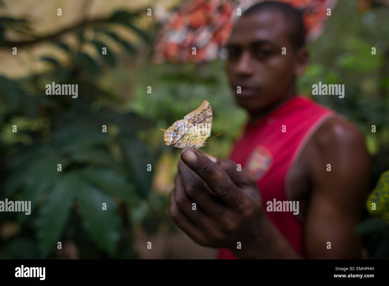 Zanzibar butterfly centro di produzione di Butterfly pupe su zanzibar Foto Stock